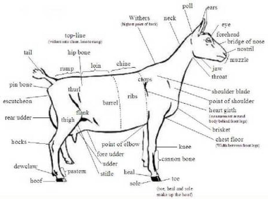 Dairy Goat Conformation - Ideal goat - Opus 7 Farm LLC.