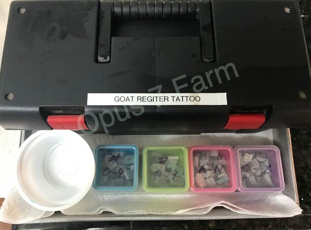 Baby Animal Tattoo Pliers Kit with 316 Digits Stone Manufacturing Company   Tattoo  Identifi